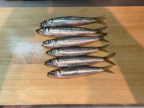 イワシの釣果