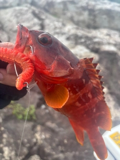 アカハタの釣果