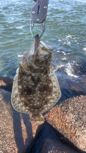 ソゲの釣果