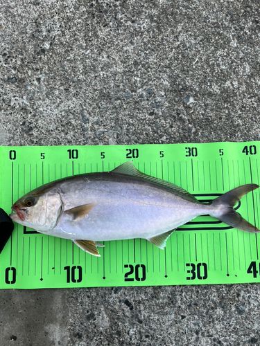 ショゴの釣果