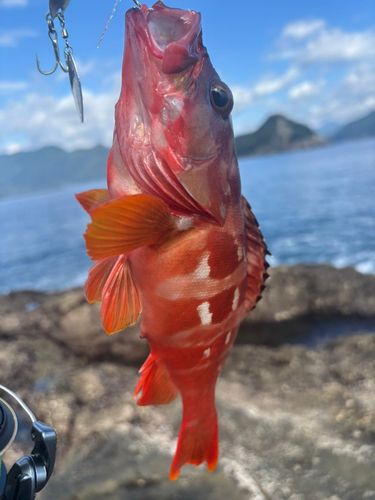 アカハタの釣果