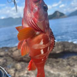 アカハタ