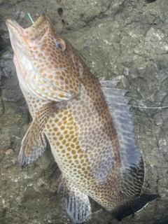 オオモンハタの釣果