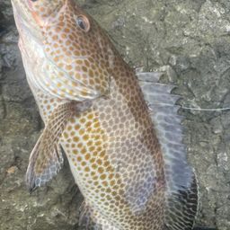 オオモンハタ