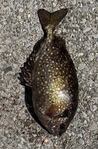海辺つり公園