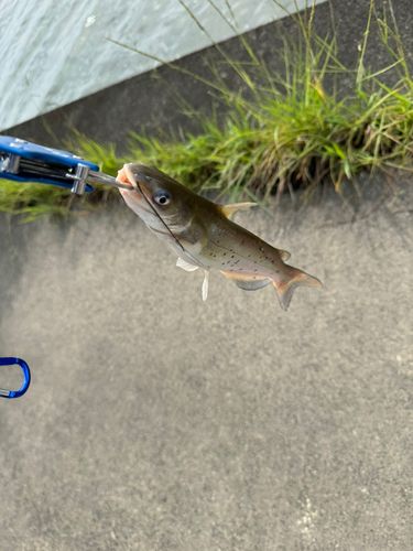 アメリカナマズの釣果