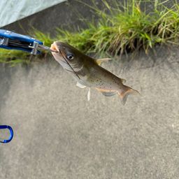 アメリカナマズ