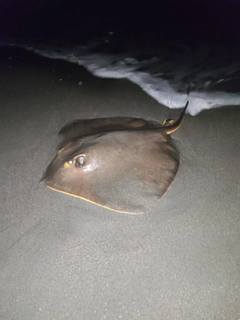 アカエイの釣果