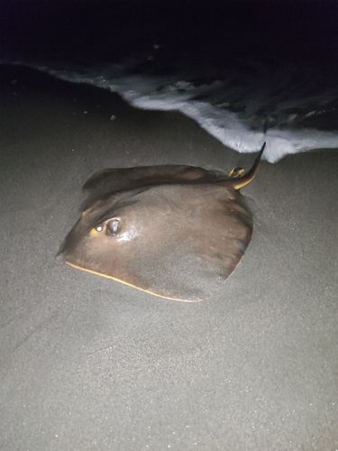 アカエイの釣果