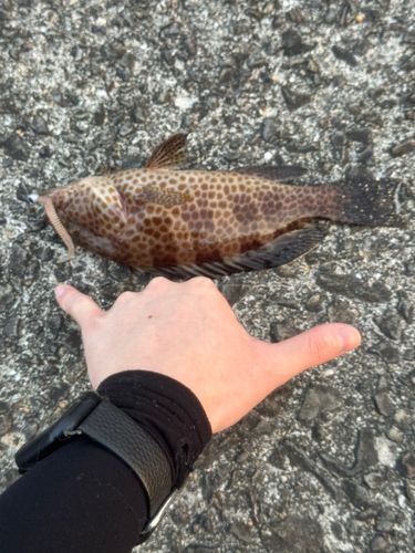 オオモンハタの釣果