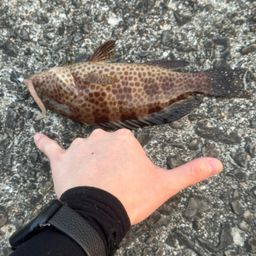 オオモンハタ