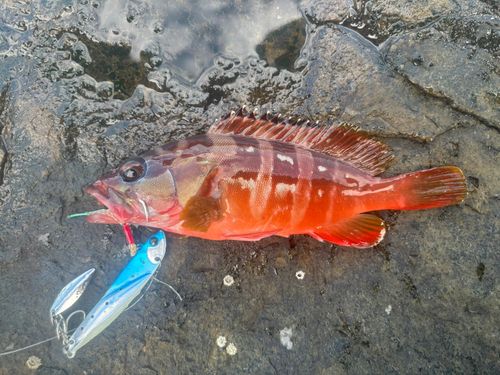 アカハタの釣果