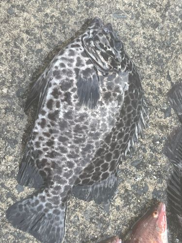 イシガキイシダイの釣果