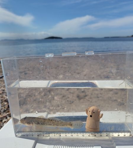 ハゼの釣果