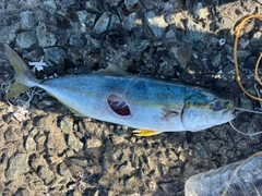 フクラギの釣果
