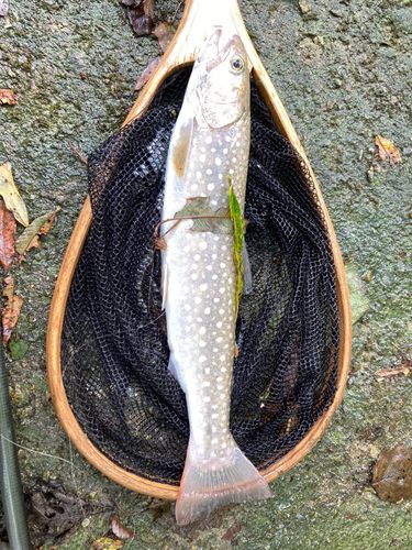 イワナの釣果