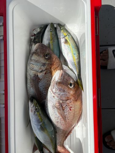 タイの釣果