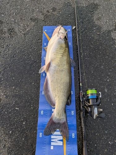 アメリカナマズの釣果