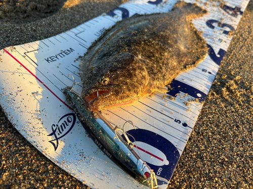 ヒラメの釣果