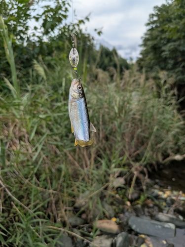 カワムツの釣果