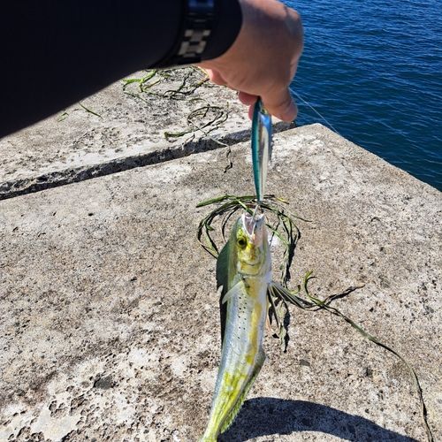 釣果
