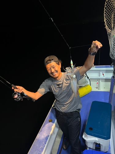 サゴシの釣果