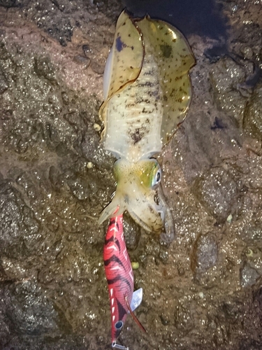 アオリイカの釣果