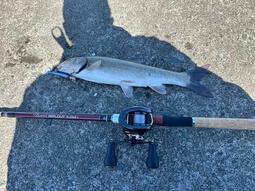 ウグイの釣果