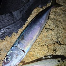 サバ