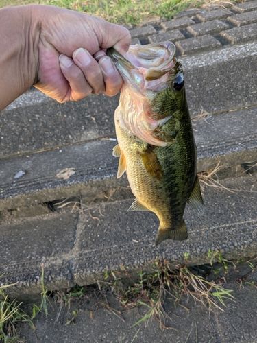 びん沼川
