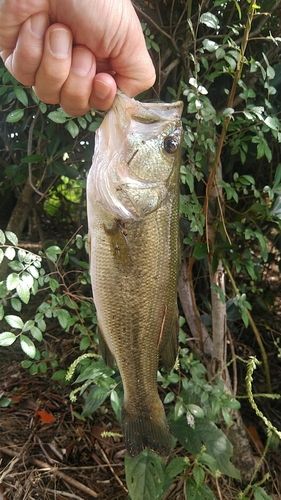 ラージマウスバスの釣果