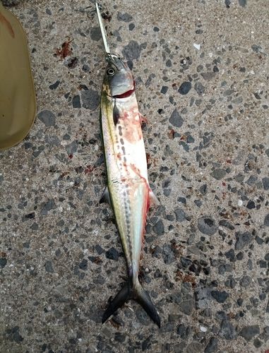 サゴシの釣果