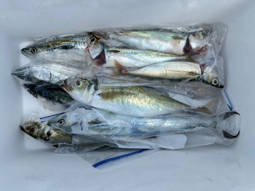 サゴシの釣果