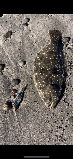 ソゲの釣果