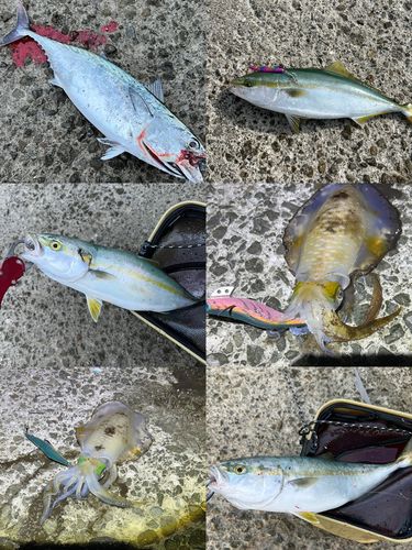 スマカツオの釣果