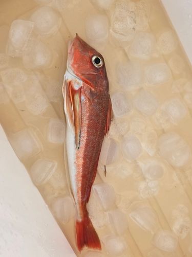 カナガシラの釣果