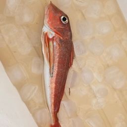 カナガシラ