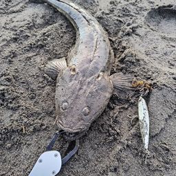 マゴチ