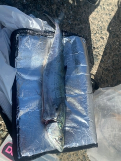 サゴシの釣果