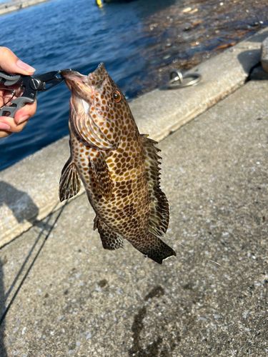 オオモンハタの釣果