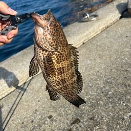 オオモンハタ