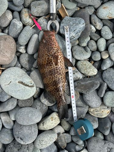 オオモンハタの釣果