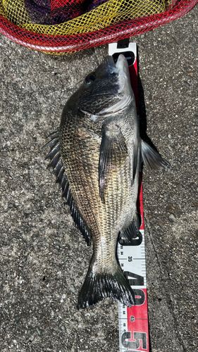 チヌの釣果