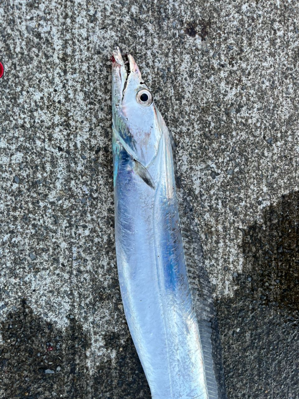 タチウオ