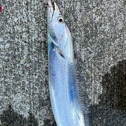 タチウオ