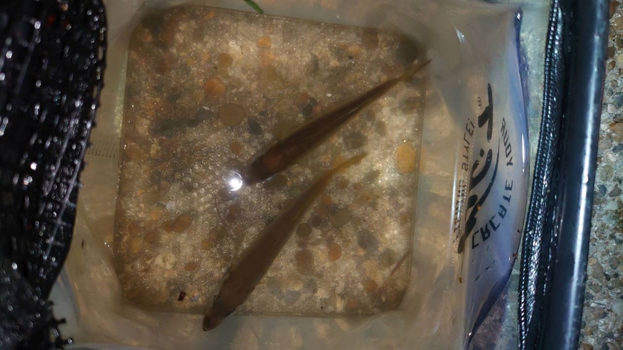 アジ
