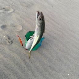 サバ