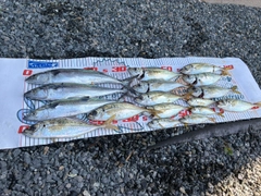 マアジの釣果