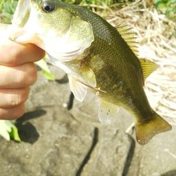 ラージマウスバス