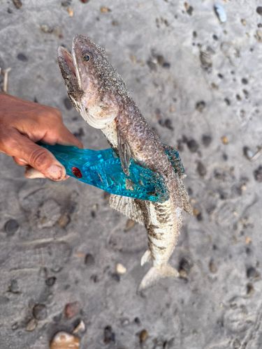 エソの釣果